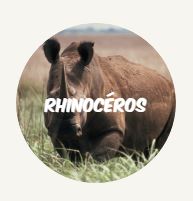 wwf rangerclub rhinoceros neuushoorn