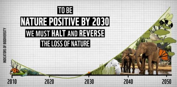 Graphique sur la biodiversité montrant son déclin et son ascension possible à partir de 2030