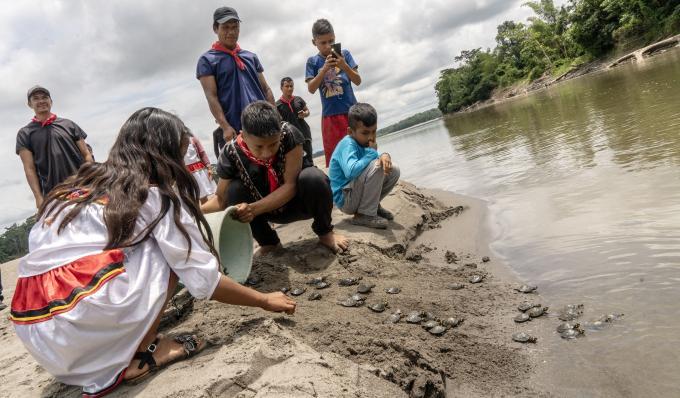 jeunes tortues relachées