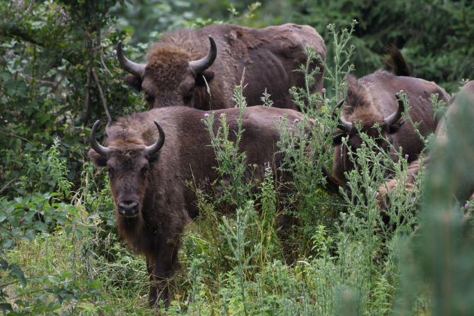 bisons dans la forêt