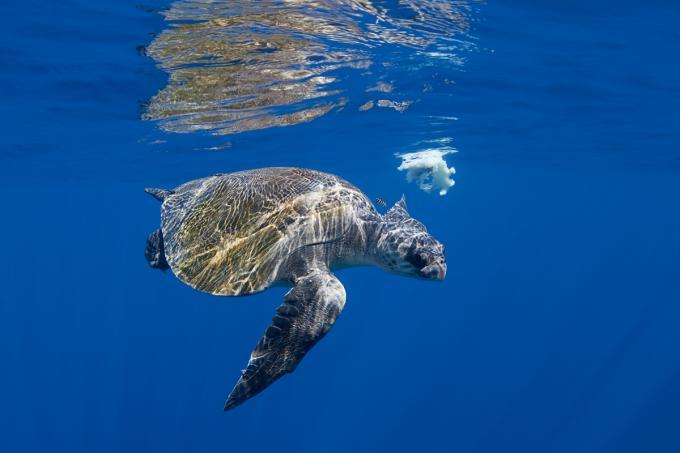 tortue dans la mer