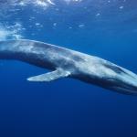 Baleine bleue dans son habitat