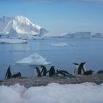 Groupe de manchots en Antarctique - Pôle sud