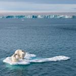 2 ours polaires sur un iceberg 