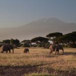 Troupeau d'éléphants marchant dans la savane