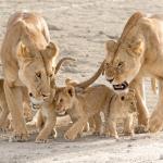 Deux lionnes et quatre lionceaux marchant à leurs côtés