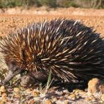 Échnidé australien marchant dans la nature - vue de profil