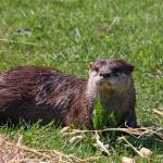 Loutre couchée dans l'herbe, tête relevée