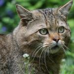 Gros plan sur un chat forestier