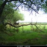 Chat forestier marchant sur une branche d'arbre