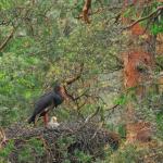 Cigogne noire et son petit dans leur nid