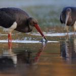 Deux cigognes noires, les pattes dans l'eau