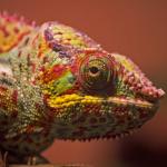 Gros plan sur la tête d'un caméléon multicolore - vue de profil