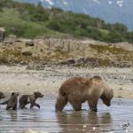 Un ours brun et 3 oursons marchant dans l'eau - vue de profil