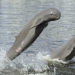 Deux dauphins de l'Irrawaddy sautant hors de l'eau