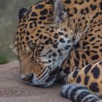 Un jaguar couché, fermant les yeux