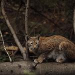 Un lynx observant depuis un tronc d'arbre