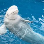 Beluga sortant la tête de l'eau