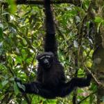 Un gibbon s'accrochant à une branche avec un bras