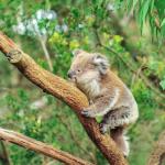 Koala marchant sur une branche d'arbre - vue de profil