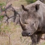 Rhinocéros blanc dans la nature - vue de face