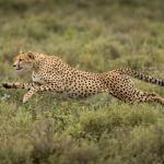 Un guépard en pleine course - vue de profil