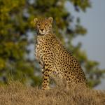 Un guépard assis dans les herbes sèches.