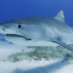 Requin nageant au fond de l'eau