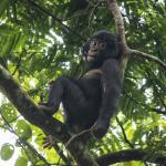 Un bonobo assis sur une branche dans un arbre.