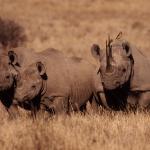 Groupe de 3 rhinocéros dans les hautes herbes sèches - vue de face