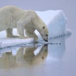 Un ours polaire sur la banquise, scrutant la surface de l'eau