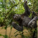 Au bord d'une étendue d'eau entourée d'arbres, un paresseux accroché à une branche