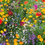 Parterre de fleurs de couleurs différentes