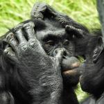 Un bonobo inspecte avec ses doigts le nez d'un autre bonobo