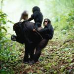 Dans la nature, deux petits chimpanzés sur le dos d'un chimpanzé adulte