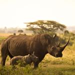 Un rhinocéros adulte et un petit rhinocéros à ses côtés - vue de profil