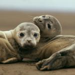 Deux jeunes phoques couchés l'un contre l'autre sur le sable, l'un regardant l'objectif