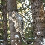 En forêt, Léopard des neiges grimpant dans un arbre