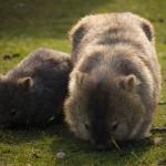 Un wombat et son petit dans l'herbe