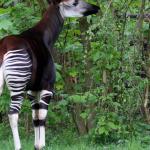 Un okapi dans la nature - vue de dos