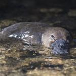 Ornithorynque couché dans une eau peu profonde, sur les cailloux - vue de face