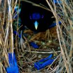 Oiseau regardant entre les hautes herbes