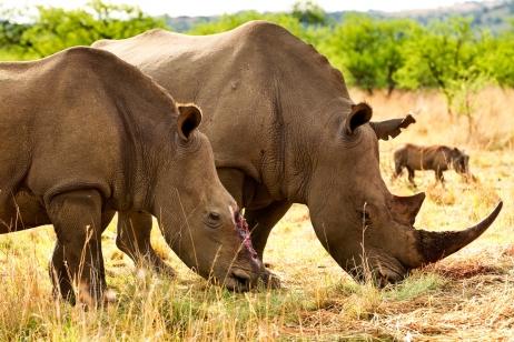 En pleine nature, deux rhinocéros dont la défense d'un des deux a été sectionnée 