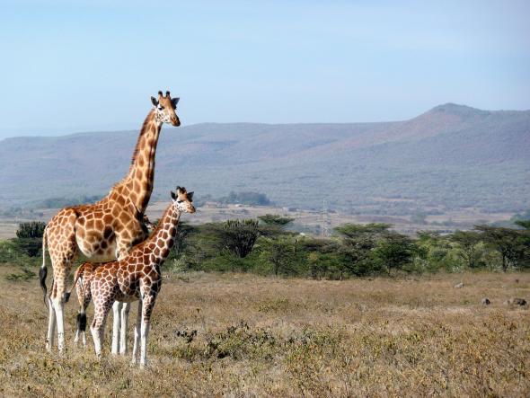 Une girafe et un girafon - vue de profil