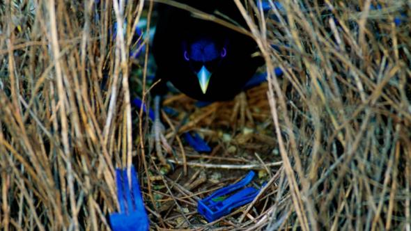 Oiseau regardant entre les hautes herbes