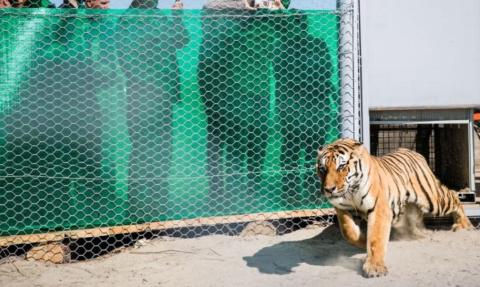 Première réintroduction transfrontalière de tigres au monde !