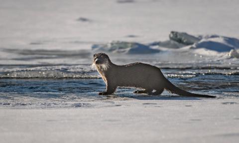 loutre