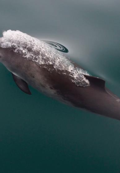 Marsouin nageant à la surface de l'eau