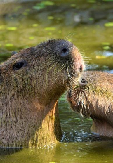 Deux capybaras dans l'eau