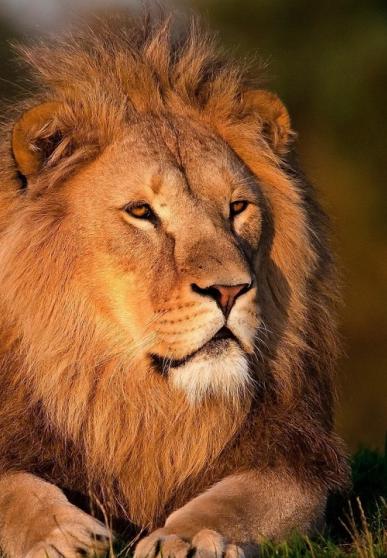 Lion couché dans l'herbe - vue de face